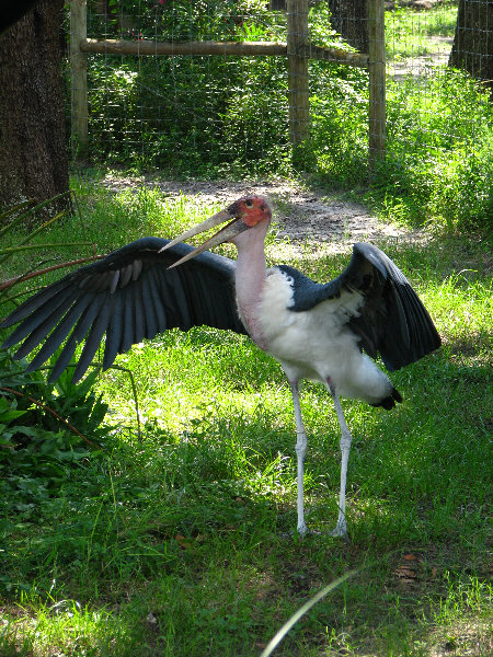 Lowry-Park-Zoo-Tampa-FL-125