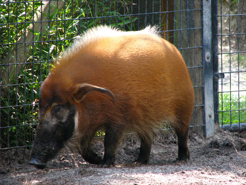 Lowry-Park-Zoo-Tampa-FL-126