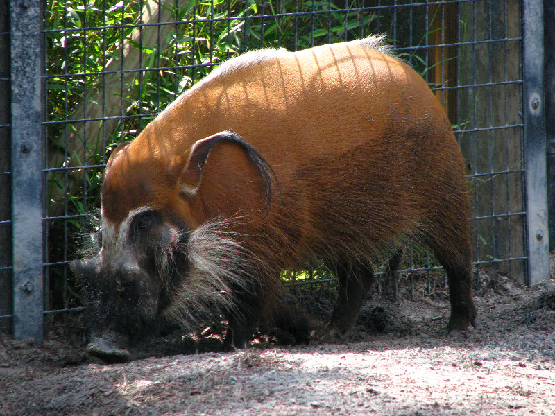 Lowry-Park-Zoo-Tampa-FL-127