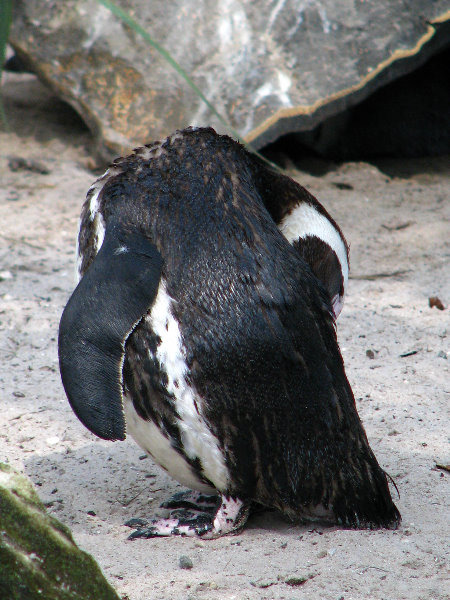 Lowry-Park-Zoo-Tampa-FL-131
