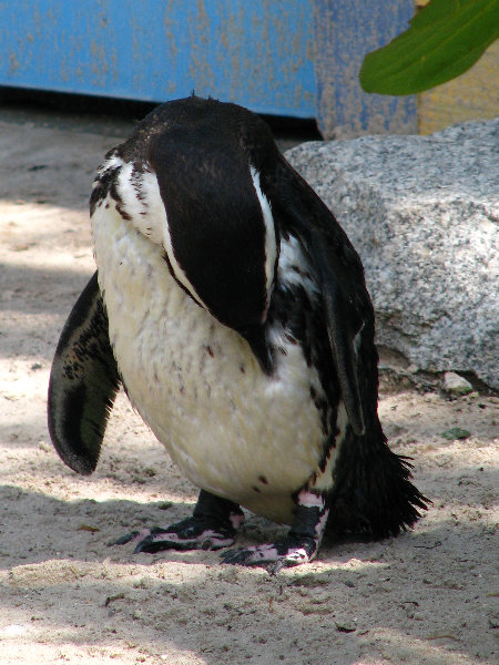 Lowry-Park-Zoo-Tampa-FL-132