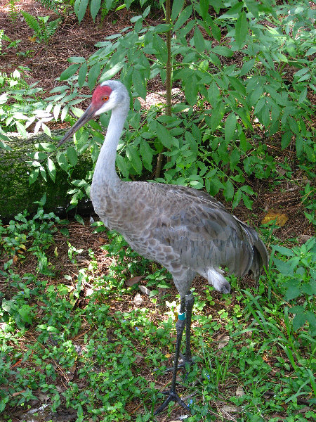 Lowry-Park-Zoo-Tampa-FL-134