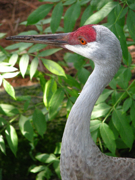 Lowry-Park-Zoo-Tampa-FL-135