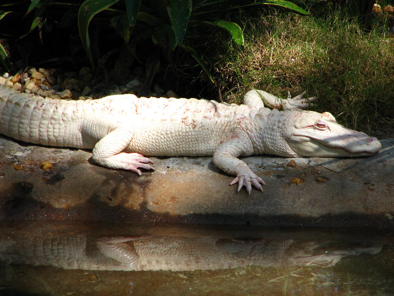 Lowry-Park-Zoo-Tampa-FL-140