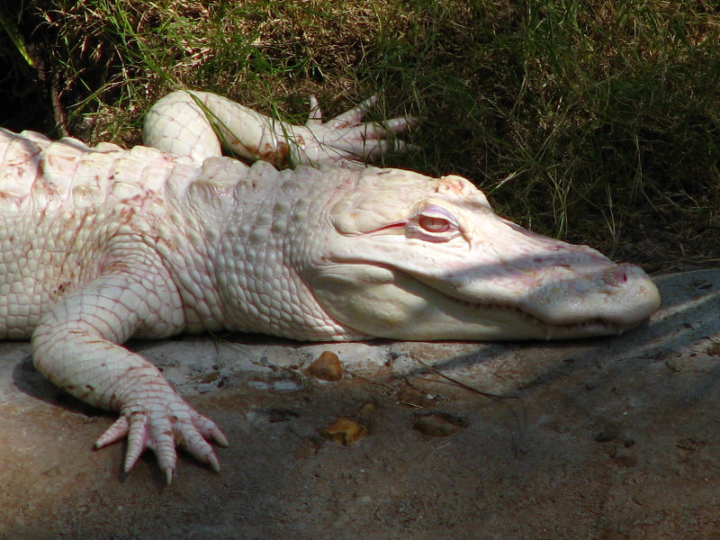 Lowry-Park-Zoo-Tampa-FL-141