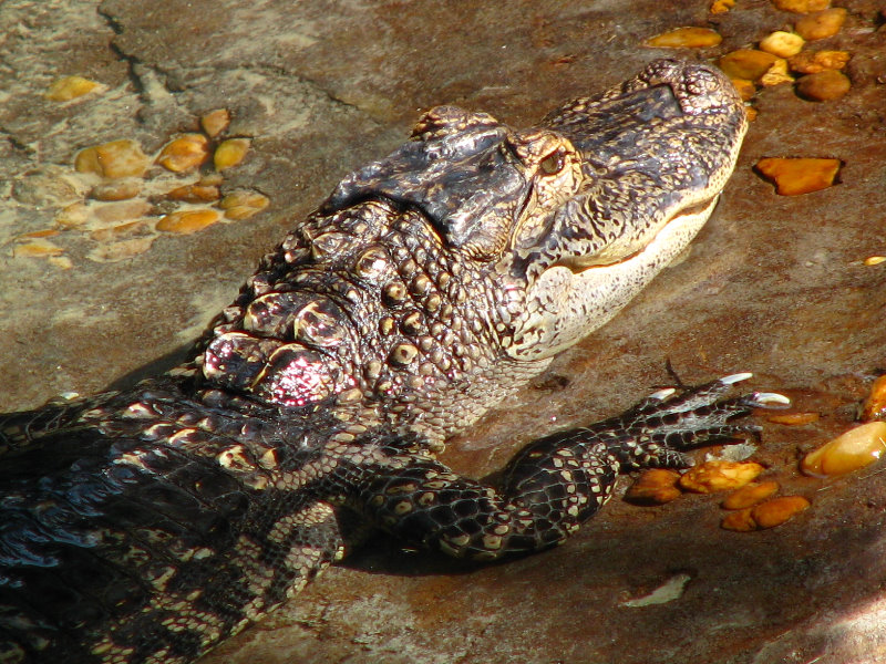 Lowry-Park-Zoo-Tampa-FL-142