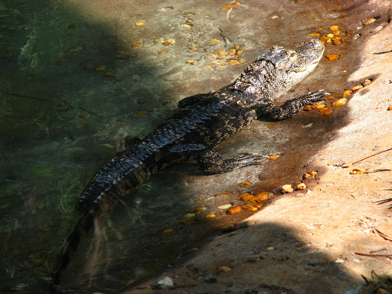 Lowry-Park-Zoo-Tampa-FL-143