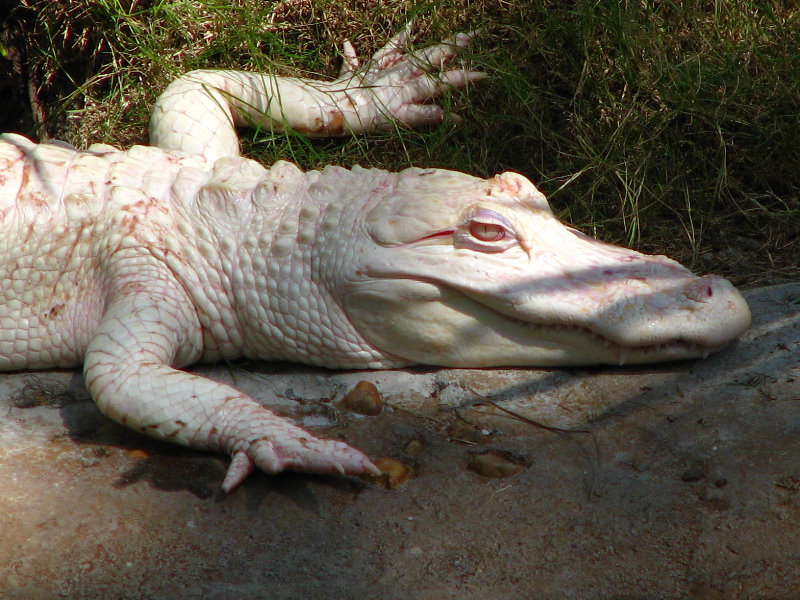 Lowry-Park-Zoo-Tampa-FL-144