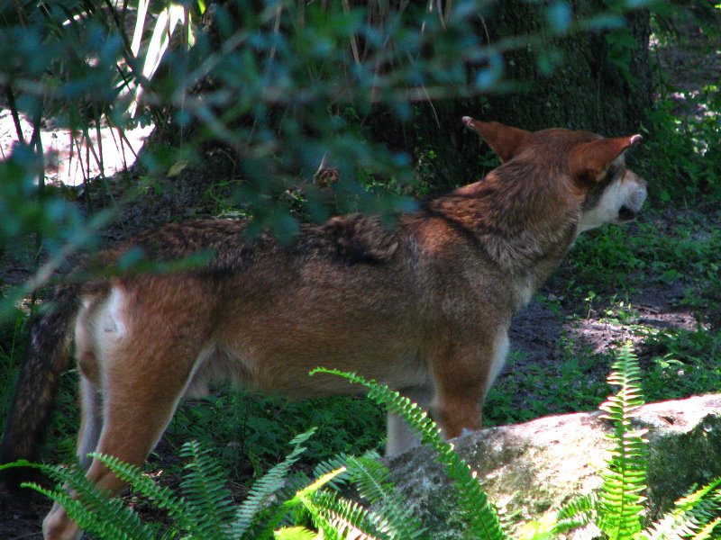Lowry-Park-Zoo-Tampa-FL-145