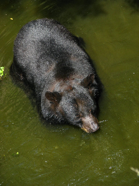 Lowry-Park-Zoo-Tampa-FL-147