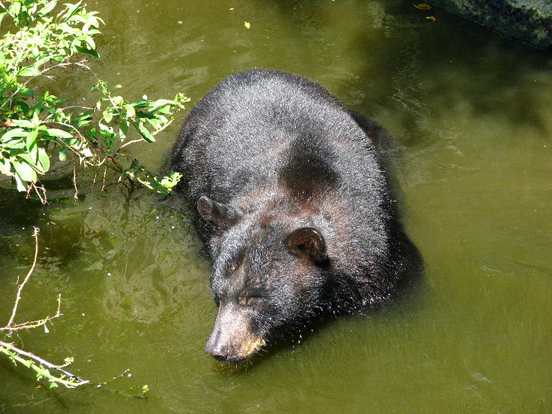 Lowry-Park-Zoo-Tampa-FL-148