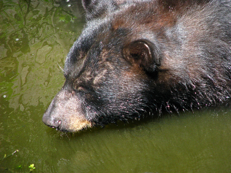 Lowry-Park-Zoo-Tampa-FL-149