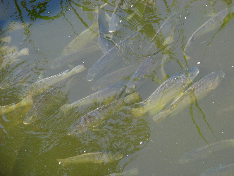 Lowry-Park-Zoo-Tampa-FL-150