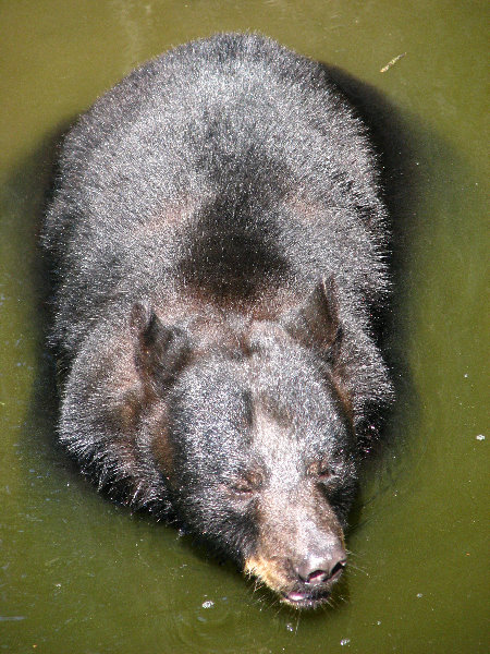 Lowry-Park-Zoo-Tampa-FL-151