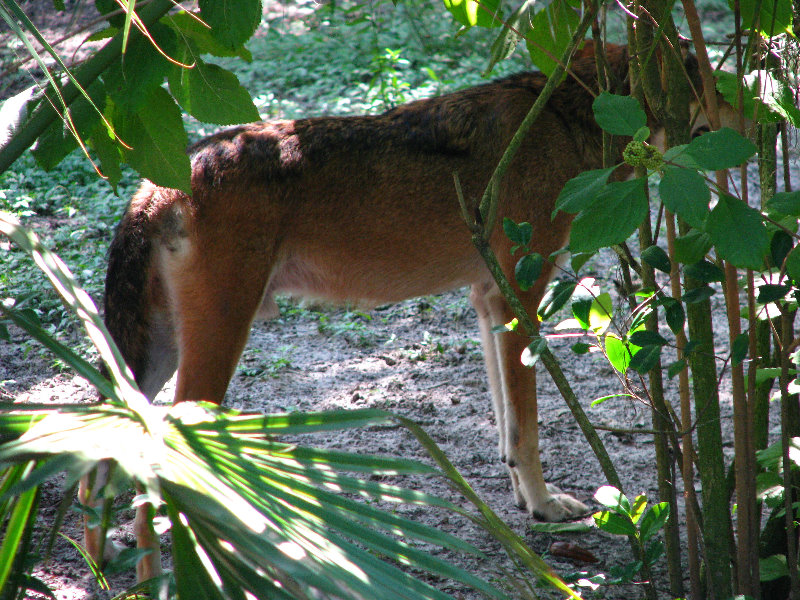 Lowry-Park-Zoo-Tampa-FL-152