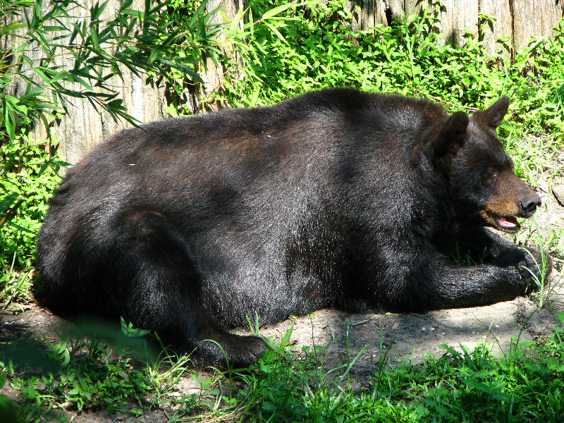 Lowry-Park-Zoo-Tampa-FL-153