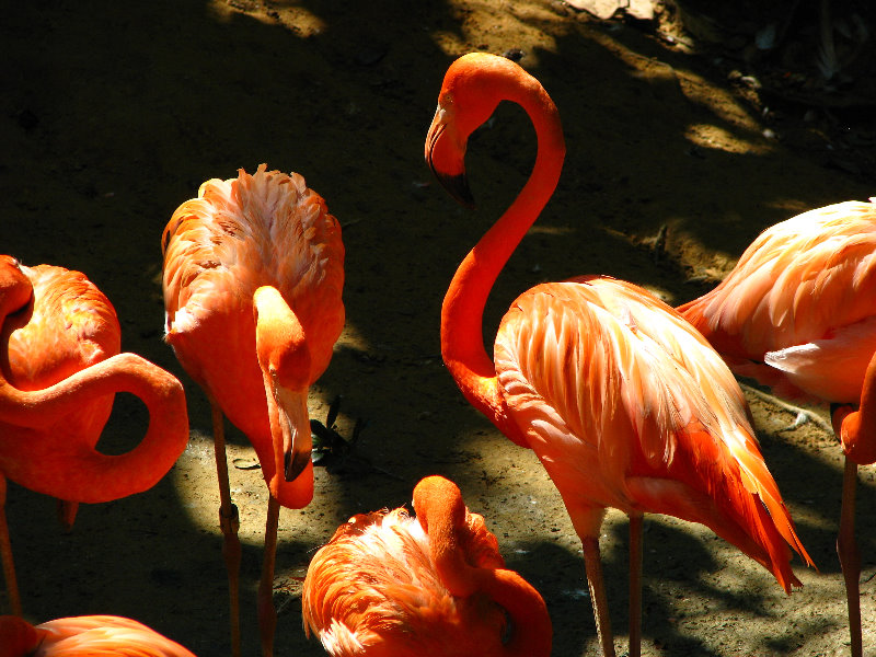 Lowry-Park-Zoo-Tampa-FL-156