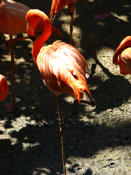 Lowry-Park-Zoo-Tampa-FL-157