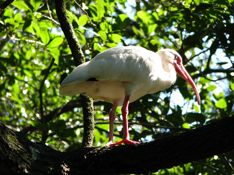 Lowry-Park-Zoo-Tampa-FL-159