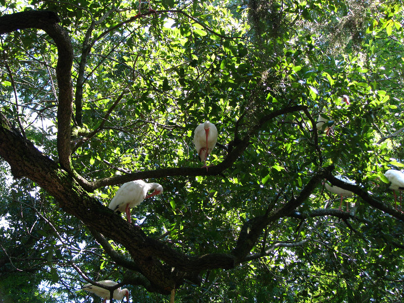 Lowry-Park-Zoo-Tampa-FL-160