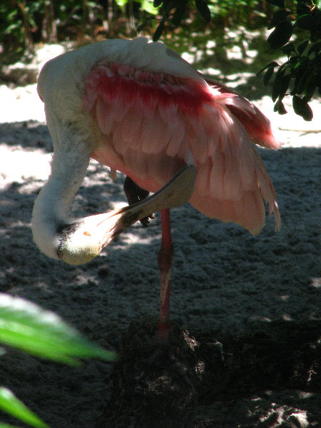 Lowry-Park-Zoo-Tampa-FL-161