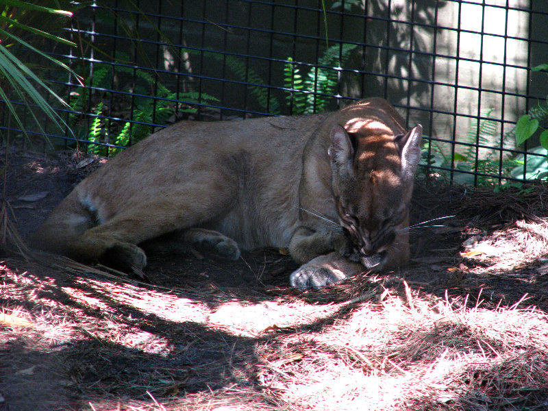 Lowry-Park-Zoo-Tampa-FL-162