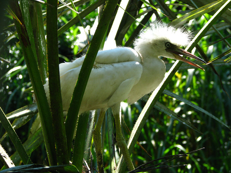 Lowry-Park-Zoo-Tampa-FL-164