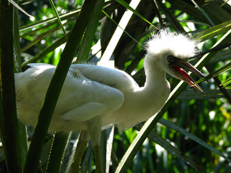 Lowry-Park-Zoo-Tampa-FL-165