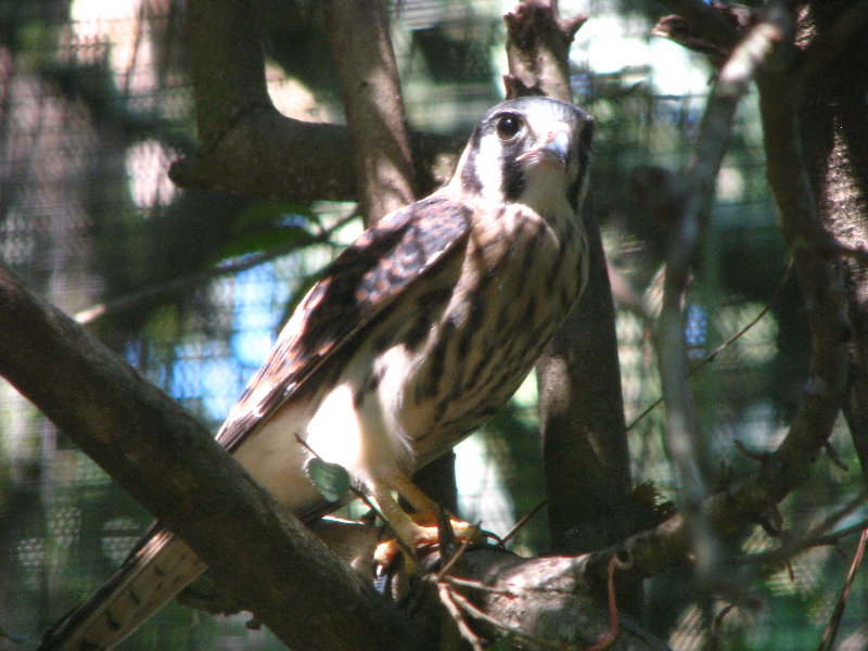 Lowry-Park-Zoo-Tampa-FL-166