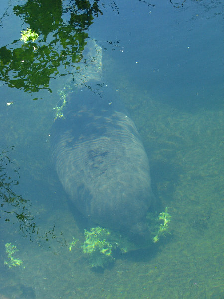 Lowry-Park-Zoo-Tampa-FL-167