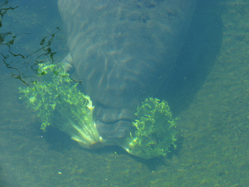 Lowry-Park-Zoo-Tampa-FL-168