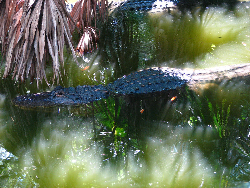 Lowry-Park-Zoo-Tampa-FL-172