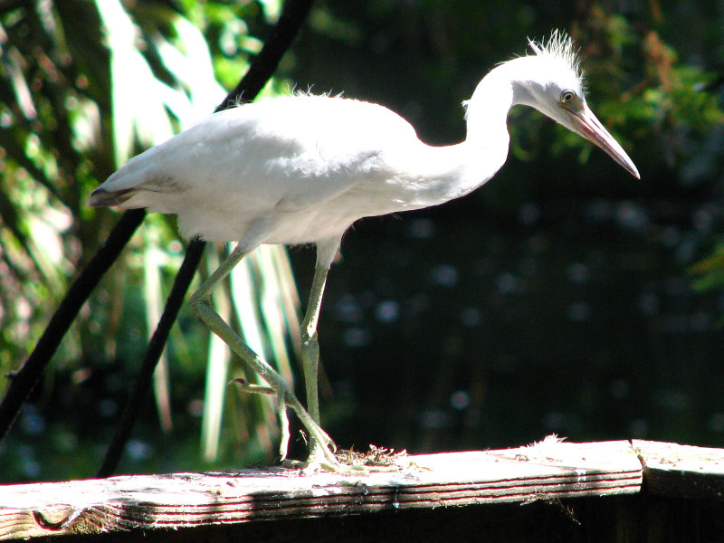 Lowry-Park-Zoo-Tampa-FL-173