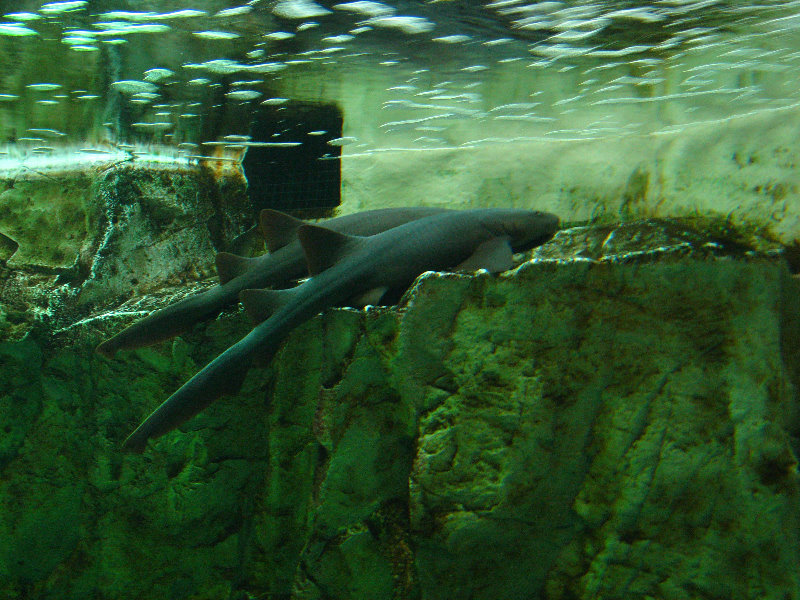 Lowry-Park-Zoo-Tampa-FL-174