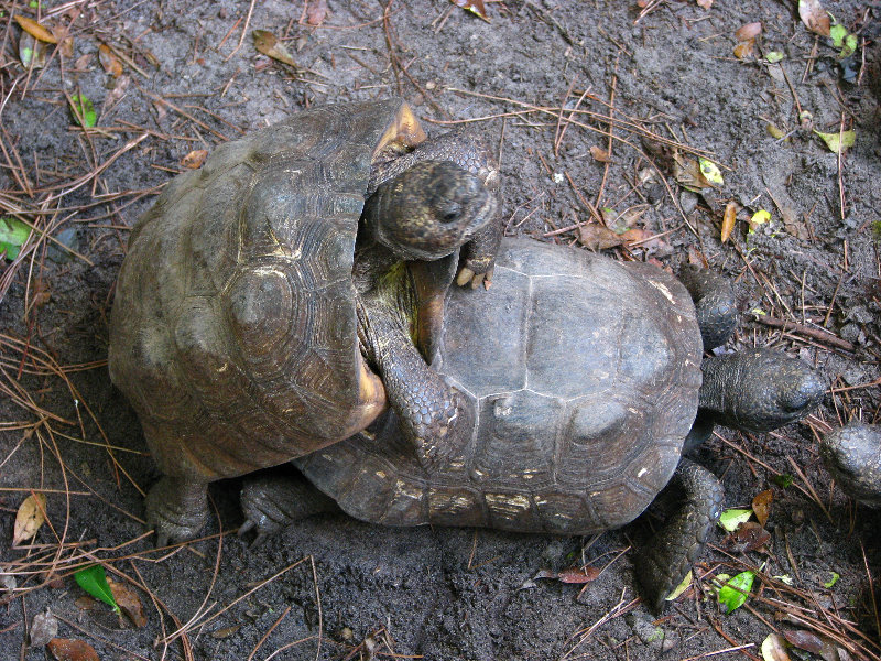 Lowry-Park-Zoo-Tampa-FL-175