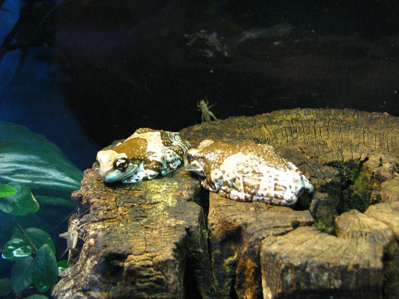 Lowry-Park-Zoo-Tampa-FL-178