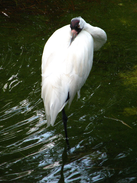 Lowry-Park-Zoo-Tampa-FL-179