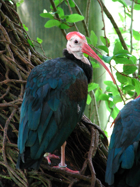 Lowry-Park-Zoo-Tampa-FL-185