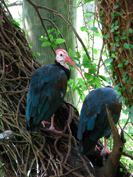 Lowry-Park-Zoo-Tampa-FL-186