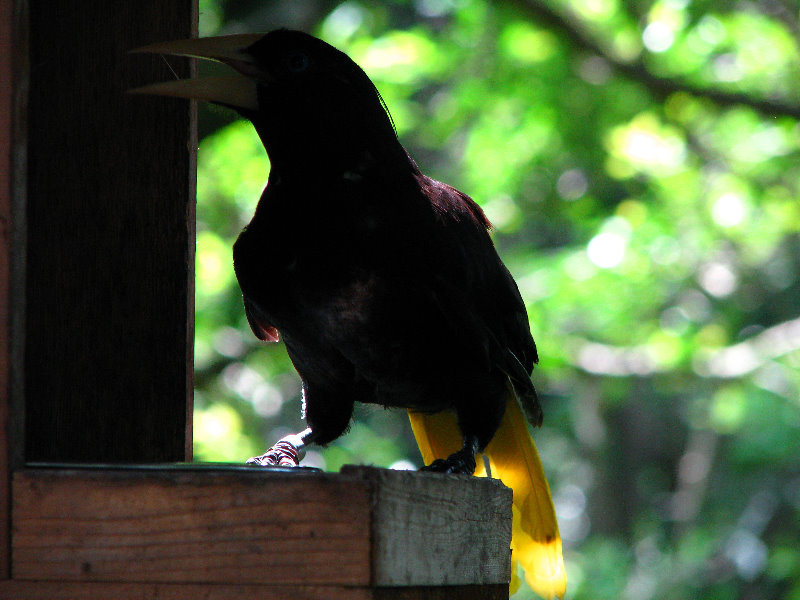 Lowry-Park-Zoo-Tampa-FL-187