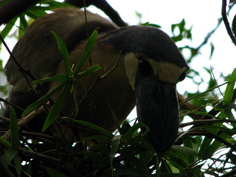 Lowry-Park-Zoo-Tampa-FL-192