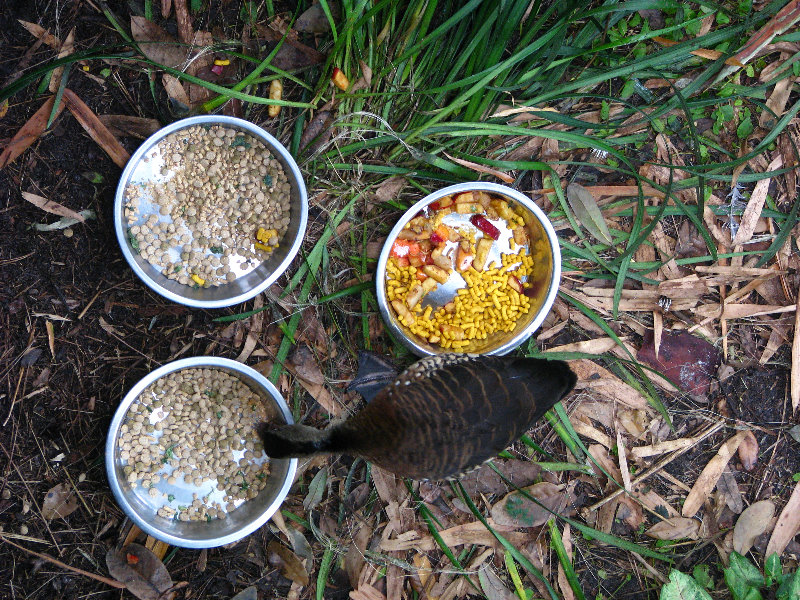 Lowry-Park-Zoo-Tampa-FL-194