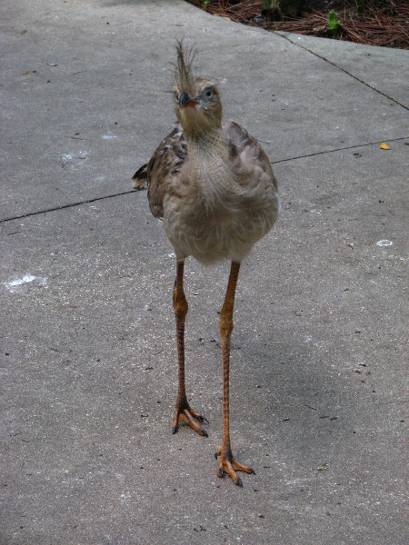 Lowry-Park-Zoo-Tampa-FL-196