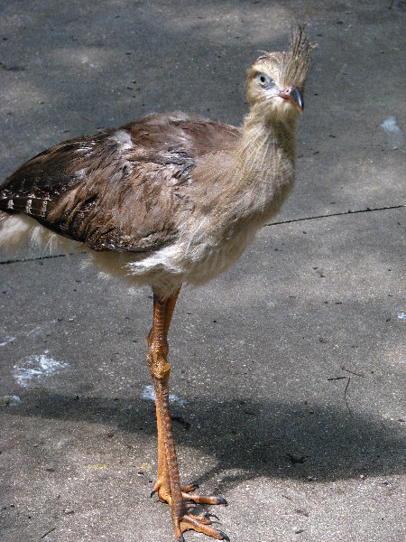 Lowry-Park-Zoo-Tampa-FL-197