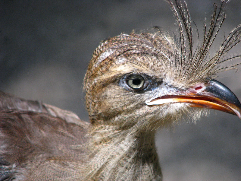 Lowry-Park-Zoo-Tampa-FL-198