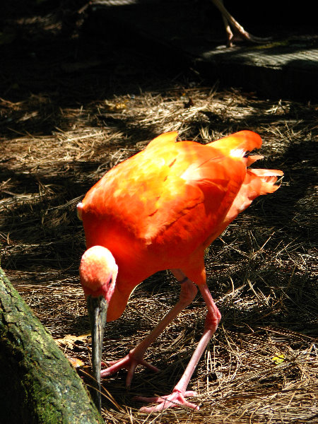 Lowry-Park-Zoo-Tampa-FL-199