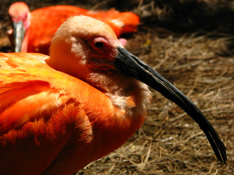 Lowry-Park-Zoo-Tampa-FL-200