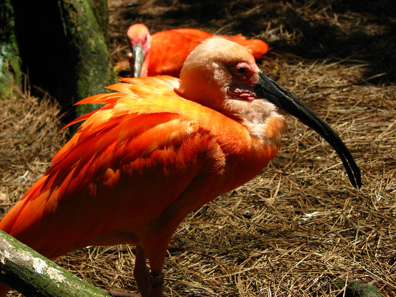 Lowry-Park-Zoo-Tampa-FL-201