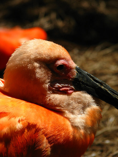 Lowry-Park-Zoo-Tampa-FL-202