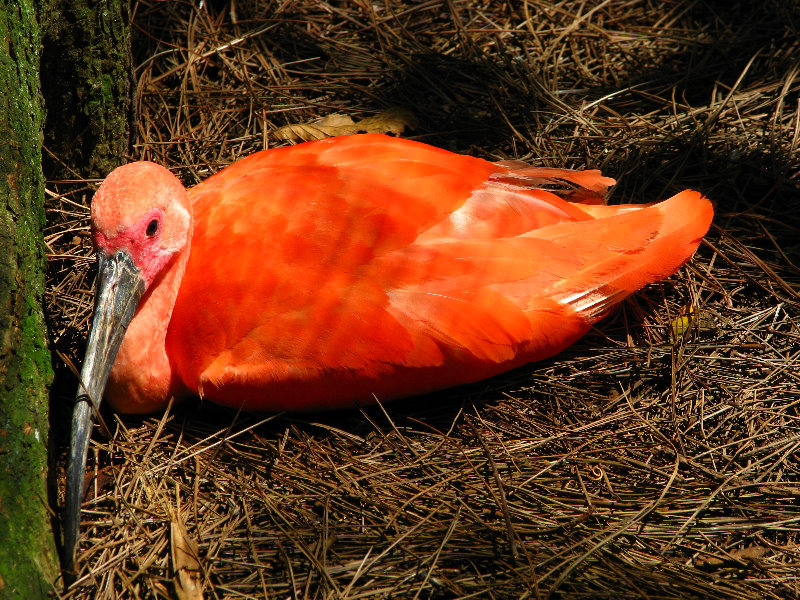 Lowry-Park-Zoo-Tampa-FL-203
